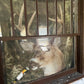 Pair of 52"x54" Antique Vintage Old Reclaimed Salvaged SOLID Wood Wooden Double Hung Sash 8 Divided Windows Wavy Glass Lites Panes