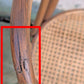 Antique Vintage .,Old Thonet Reclaimed Salvaged SOLID Wood Wooden Curved Bentwood Side Accent Bistro Dining Chair Caned Seat